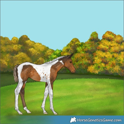 Horse Color:Chocolate Palomino Tobiano 