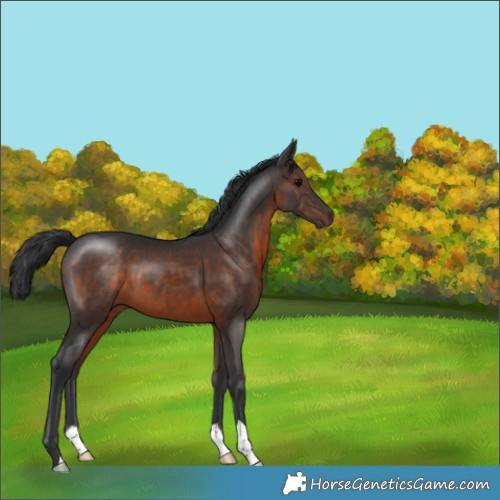 Horse Color:Brown 