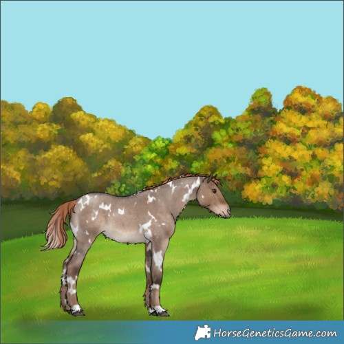 Horse Color:White Spotted Liver Red Dun Roan 