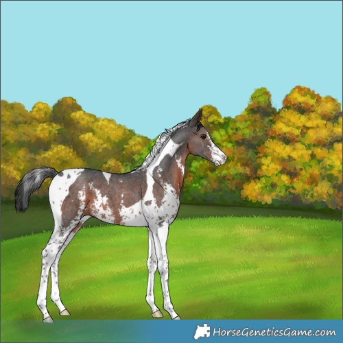 Horse Color:Brown Mushroom Sabino Tobiano 