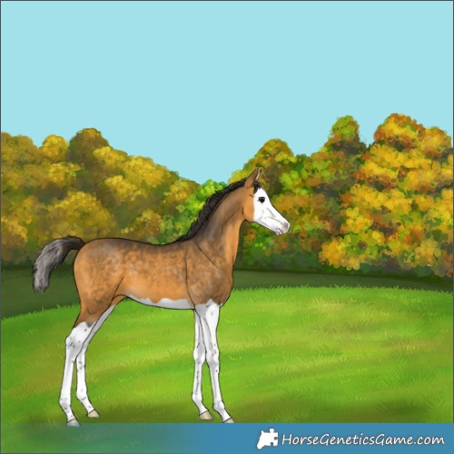 Horse Color:Buckskin Splash 