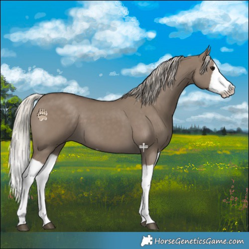 Horse Color:Silver Grullo Splash 
