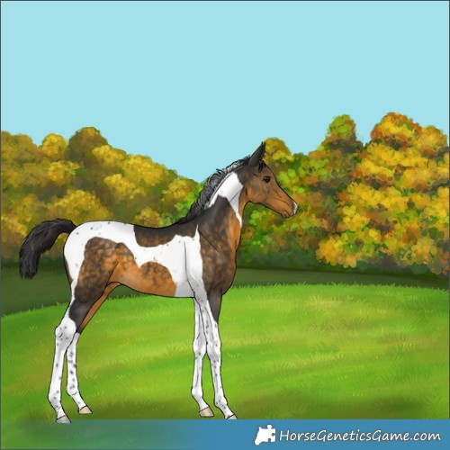 Horse Color:Buckskin Tobiano 