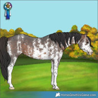 Horse Color:Brown Sabino