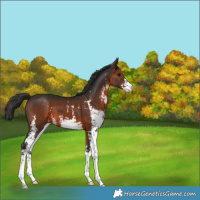 Horse Color:Brown Sabino