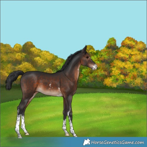 Horse Color:Brown Sabino Appaloosa 
