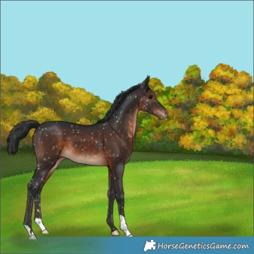 Horse Color:Brown Appaloosa 