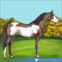 Horse Color:Brown Frame Appaloosa 