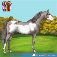 Horse Color:Brown Frame Appaloosa