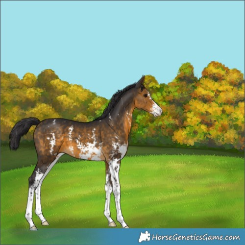 Horse Color:Buckskin Sabino 