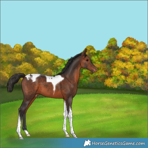 Horse Color:Bay Tobiano Varnish 