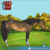 Horse Color:Buckskin Tobiano 