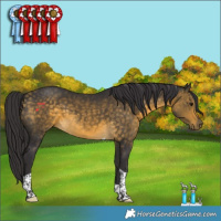 Horse Color:Buckskin Tobiano 