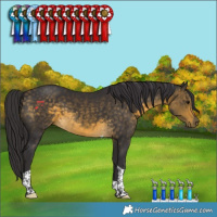 Horse Color:Buckskin Tobiano