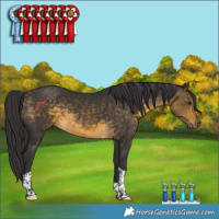 Horse Color:Buckskin Tobiano