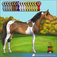 Horse Color:Buckskin Tobiano 