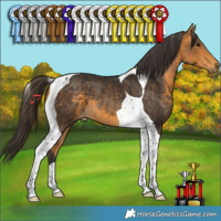Horse Color:Buckskin Tobiano