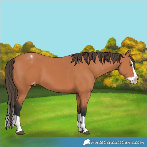 Horse Color:Bay Splash Appaloosa 