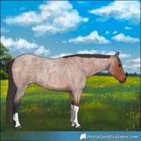 Horse Color:Bay Roan Tobiano 