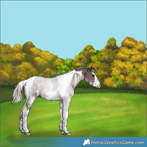 Horse Color:Silver Brown Sabino Tobiano 