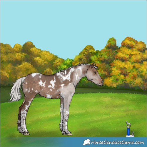 Horse Color:White Spotted Silver Brown Dun Tobiano 