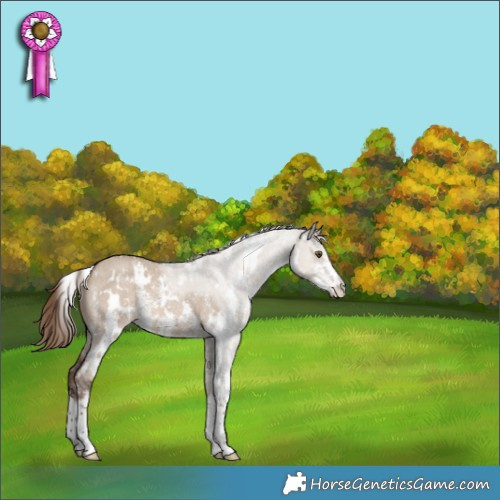 Horse Color:White Spotted Liver Red Dun Sabino 