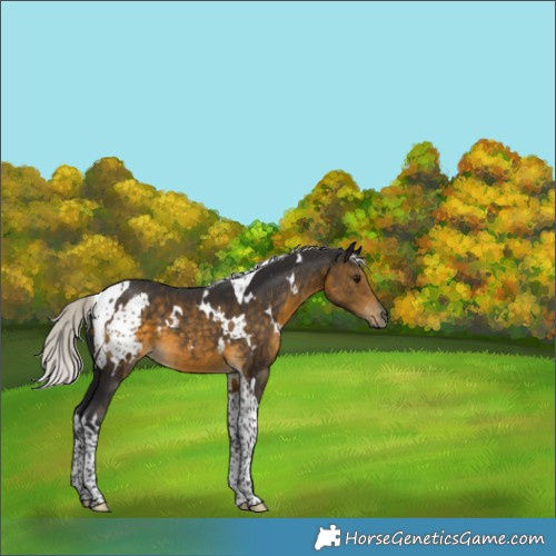 Horse Color:White Spotted Silver Buckskin Tobiano 