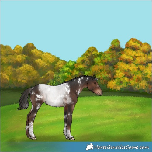 Horse Color:White Spotted Liver Chestnut Tobiano Rabicano 