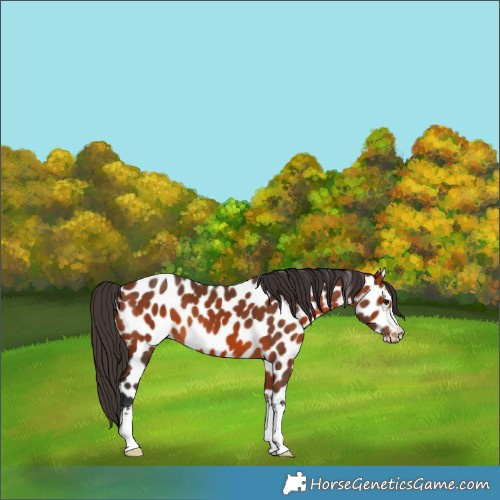 Horse Color:Bay Appaloosa 