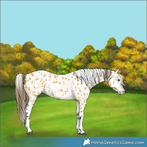 Horse Color:Buckskin Appaloosa