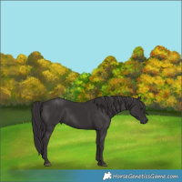 Horse Color:Smoky Black