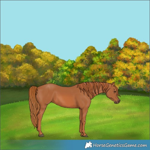 Horse Color:Chestnut 