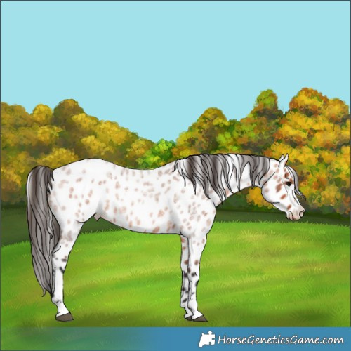 Horse Color:Bay Roan Appaloosa 