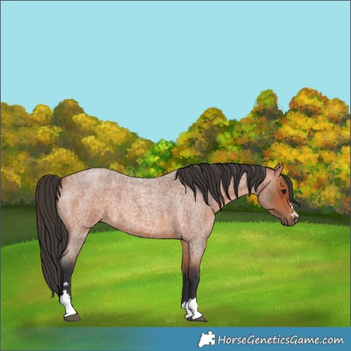 Horse Color:Bay Roan 