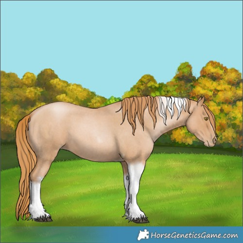 Horse Color:Red Roan Pearl Tobiano Frame 