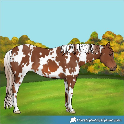 Horse Color:White Spotted Chestnut 