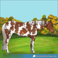 Horse Color:White Spotted Chestnut 
