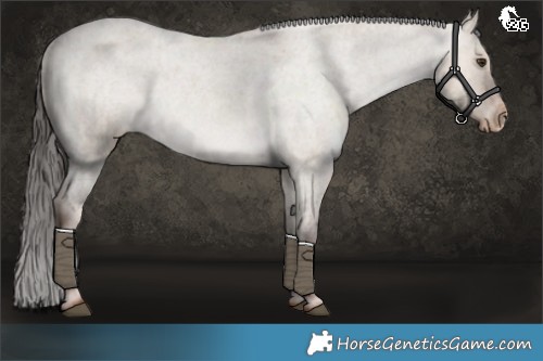 Horse Color:Liver Red Dun Roan Appaloosa 