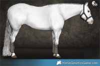 Horse Color:Liver Red Dun Roan Appaloosa 