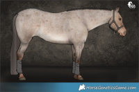 Horse Color:Liver Red Dun Roan Appaloosa