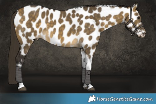 Horse Color:Buckskin Dun Tobiano Appaloosa 
