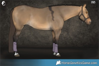 Horse Color:Buckskin Dun Rabicano 