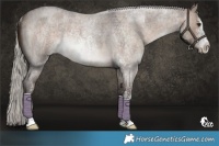 Horse Color:Silver Brown Roan Dun Sabino Rabicano