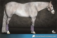 Horse Color:Silver Brown Roan Dun Sabino Rabicano 