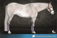 Horse Color:Silver Brown Roan Dun Sabino Rabicano 