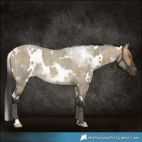 Horse Color:White Spotted Buckskin Roan Dun Rabicano 