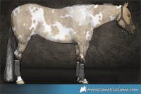 Horse Color:White Spotted Buckskin Roan Dun Rabicano 