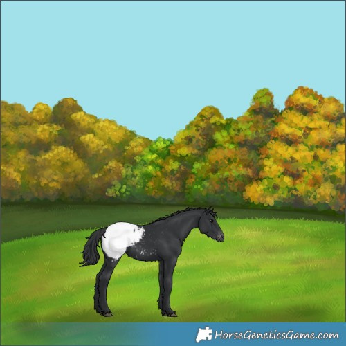 Horse Color:Black Appaloosa 