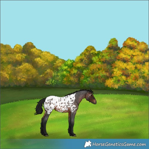 Horse Color:Gray Bay Roan Near Leopard 