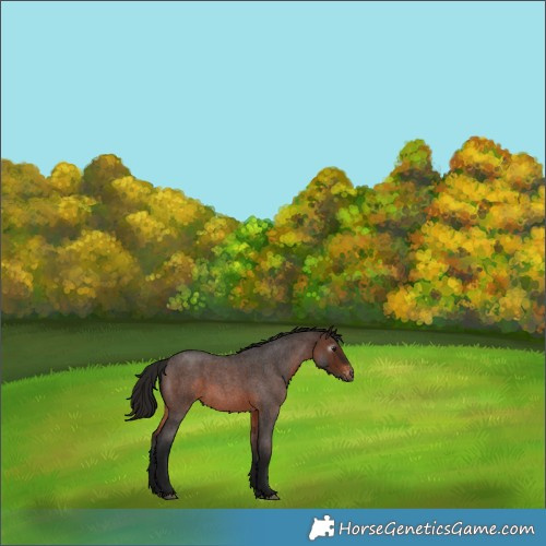 Horse Color:Gray Bay Roan Appaloosa 
